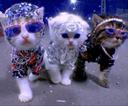 Pretty Kittys Academy